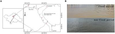 Effects of the catastrophic 2020 Yangtze River seasonal floods on microcystins and environmental conditions in Three Gorges Reservoir Area, China